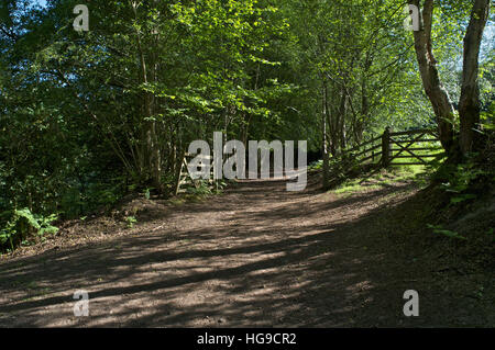 Wald-Wanderweg mit Holztoren in Hindhead Commons, Surrey Stockfoto