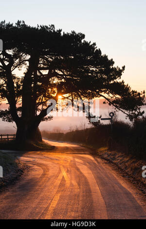 Silhouette Winter Baum und frostigen Straße bei Sonnenaufgang. Cotswolds Nr Chadlington, Oxfordshire, England Stockfoto