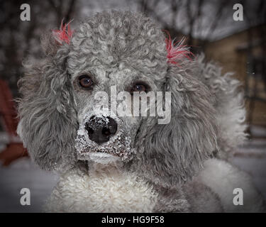 Standard Pudel Hund Rasse Stockfoto