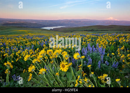 WASHINGTON - Balsamwurzel und Lupine bedeckt Wiesen des Dalles Mountain Ranch befindet sich im Hinblick auf Mount Hood und dem Columbia River Stockfoto