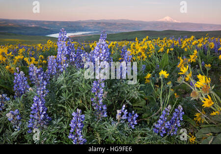 WASHINGTON - Balsamwurzel und Lupine bedeckt Wiesen des Dalles Mountain Ranch befindet sich über dem Columbia River im Hinblick auf Mt. Hood. Stockfoto