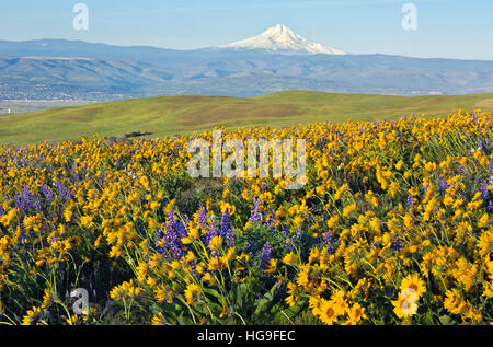 WASHINGTON - Balsamwurzel und lupine Wiesen des Dalles Mountain Ranch befindet sich im Hinblick auf Mt. Hood mit Blick auf den Columbia River. Stockfoto