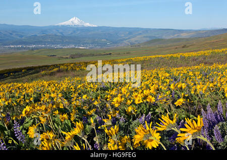 WASHINTON - Balsamwurzel und Lupine bedeckt Wiesen des Dalles Mountain Ranch befindet sich im Hinblick auf Mount Hood. Stockfoto