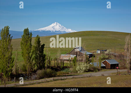 WASHINGTON - Mount Hood erhebt sich über die sanften Hügel des historischen Dalles Mountain Ranch in Columbia Hills State Park. Stockfoto