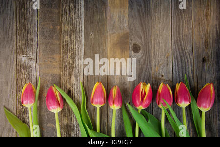 Reihe von roten Tulpen mit gelben Spitzen auf rustikale Scheune Holz Stockfoto