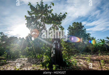 Eine Frau nimmt Kaffeebohnen im Osten von Uganda Stockfoto