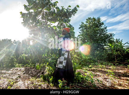 Eine Frau nimmt Kaffeebohnen im Osten von Uganda Stockfoto