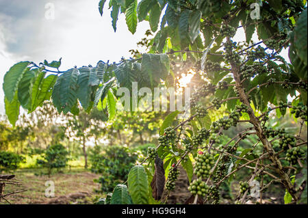 Kaffeebohnen in Westuganda Stockfoto