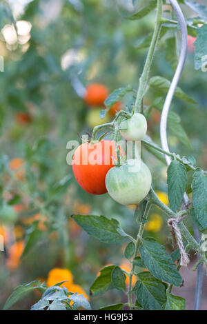 Lycopersicon Esculentum. Tomaten Reifen an den Rebstöcken bepflanzt mit Französisch Ringelblumen. Stockfoto