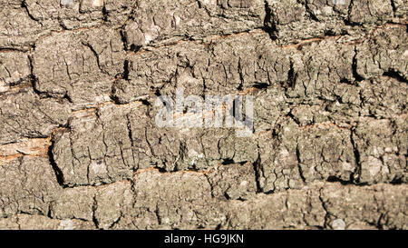 Holz Rinde Textur Hintergrund Stockfoto