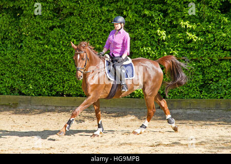 Junge Frau mit Pferd auf Sand statt training Stockfoto