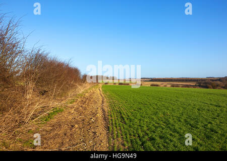 Grüne Winterweizen durch eine Weißdorn Hecke in die malerische Landschaft der Yorkshire Wolds im Winter. Stockfoto