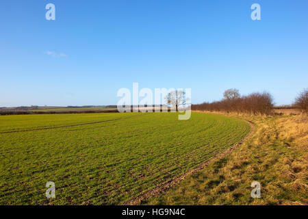 Eine geschwungene Weizenfeld in einer englischen Agrarlandschaft mit Hecken, Hügeln und Bäumen unter strahlend blauem Himmel im Winter. Stockfoto