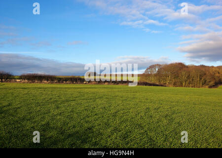 Eine englische Landschaft mit einem grünen Winterweizen Feld, Bäume und Hecken in den malerischen Yorkshire Wolds. Stockfoto