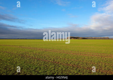 Englische Landschaft mit grünen Winterweizen Feld und Hof mit Bäumen und Hecken auf den malerischen Yorkshire Wolds. Stockfoto