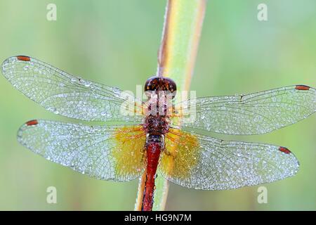 Gelb-winged Darter, Sympetrum flaveolum Stockfoto