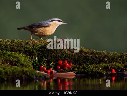 Kleiber Sitta Europaea, auf Moos bedeckt Log Pool in Wäldern, Wareham, Dorset, England, UK Stockfoto