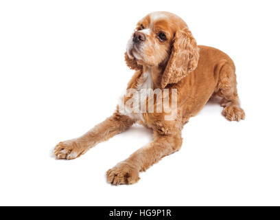 Cocker Spaniel Hund Portrait auf weiß. Stockfoto