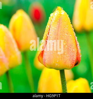 Tulpen in Tau im heimischen Garten bedeckt. Inspiriert durch die Farbe des Jahres 2017, grün Stockfoto