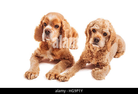 Cocker Spaniel Hunde Porträt auf weiß. Stockfoto