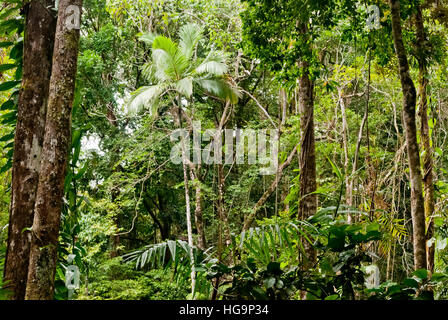 Wald in Mossman Gorge, Daintree National Park, Australien Stockfoto