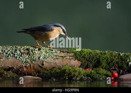 Kleiber Sitta Europaea auf Log Pool in Wäldern, Wareham, Dorset, England, UK Stockfoto
