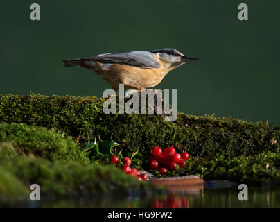 Kleiber Sitta Europaea, Pool in Wäldern, Wareham, Dorset, England, UK Stockfoto