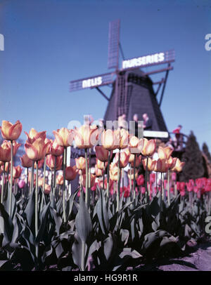 Tulpen in Holland Michigan angebaut für die Tulpe-Parade Stockfoto