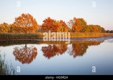 Bäume im Wasser spiegelt. Militsch Teiche Naturschutzgebiet. Niederschlesien. Polen. Stockfoto