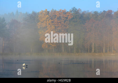 Stumm schalten Sie Schwan (Cygnus Olor) stehend auf dem Wasser. Niederschlesien. Polen. Stockfoto