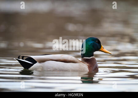 Stockente (Anas Platyrhynchos) männlichen auf dem Wasser. Niederschlesien. Polen. Stockfoto