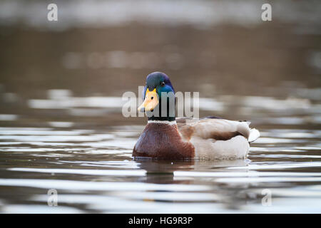 Stockente (Anas Platyrhynchos) männlichen auf dem Wasser. Niederschlesien. Polen. Stockfoto