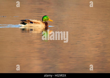 Stockente (Anas Platyrhynchos) männlichen auf dem Wasser. Niederschlesien. Polen. Stockfoto