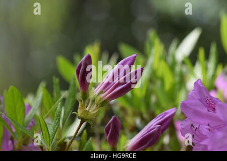 Azalee Blütenknospen Stockfoto