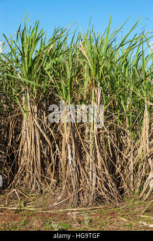 Zuckerrohr Pflanzen (Saccharum Officinarum) im Bundesstaat Sao Paulo, Südosten von Brasilien. Stockfoto