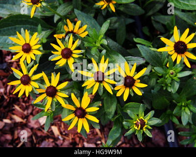 Rudbeckia Fulgida 'wenig Goldstar"(orange Sonnenhut) - schöne gelbe Sommerblumen Stockfoto