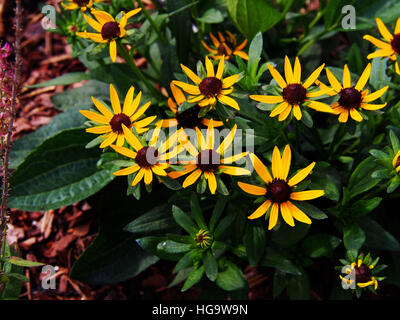 Rudbeckia Fulgida 'wenig Goldstar"(orange Sonnenhut) - schöne gelbe Sommerblumen Stockfoto