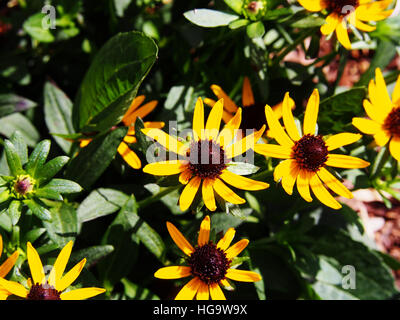 Rudbeckia Fulgida 'wenig Goldstar"(orange Sonnenhut) - schöne gelbe Sommerblumen Stockfoto