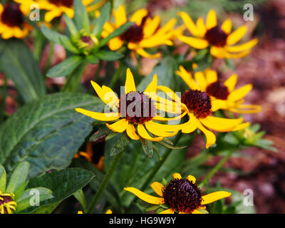 Rudbeckia Fulgida 'wenig Goldstar"(orange Sonnenhut) - schöne gelbe Sommerblumen Stockfoto