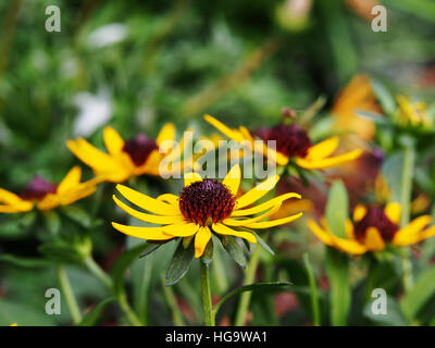 Rudbeckia Fulgida 'wenig Goldstar"(orange Sonnenhut) - schöne gelbe Sommerblumen Stockfoto