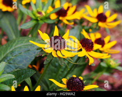 Rudbeckia Fulgida 'wenig Goldstar"(orange Sonnenhut) - schöne gelbe Sommerblumen Stockfoto