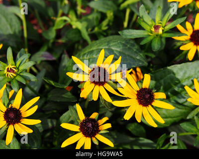 Rudbeckia Fulgida 'wenig Goldstar"(orange Sonnenhut) - schöne gelbe Sommerblumen Stockfoto