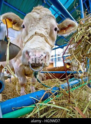 Simmental Stud Stier im Stall vorne Hochformat Stockfoto