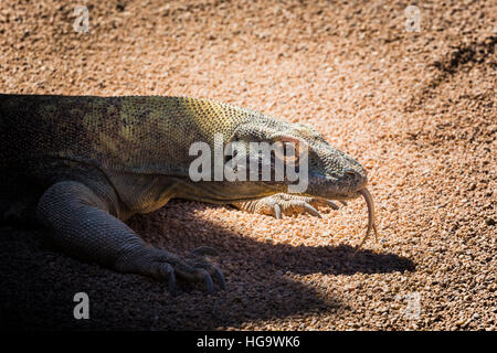 Komodo-Waran (Varanus Komodoensis), auch bekannt als die Komodo überwachen.  Dieses Reptil ist in der Biopark Zoo Fuengirola, Provinz Malaga, Spanien. Stockfoto