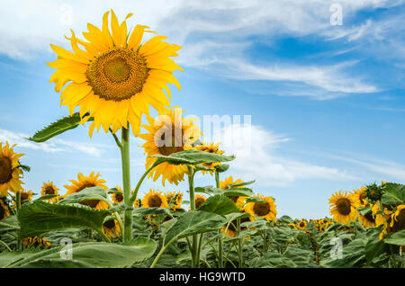 Sonnenblumen in voller Blüte an einem hellen sonnigen Sommertag in der Nähe von Haiglar, Nebraska, USA. Stockfoto