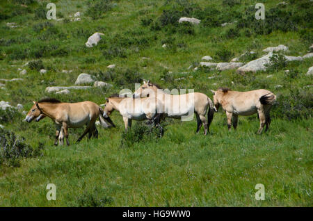 Przewalski-Wildpferde im Hustai Nationalpark Stockfoto