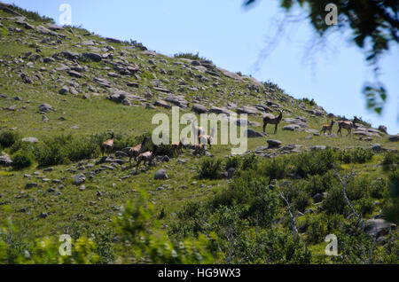 Rothirsch im Hustai Nationalpark Stockfoto