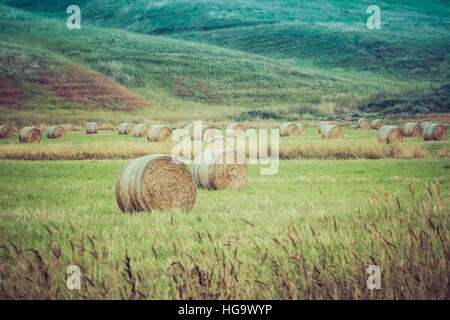 Runde Heuballen verstreut in einem Feld nach der Ernte. Stockfoto