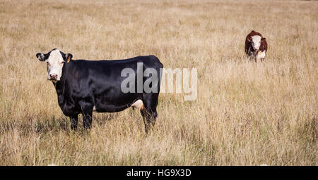 Zwei Kühe, schwarze und braune Streifen in gelb Heu-Feld. Australische Outback. Stockfoto