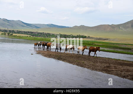 Mongolische Pferde Überquerung des Delgermurun-Flusses. Stockfoto